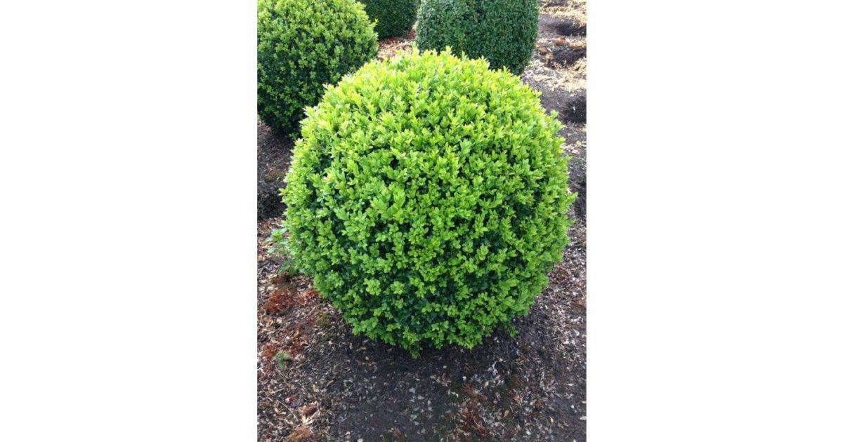 Buxus sempervirens - Örökzöld puszpáng