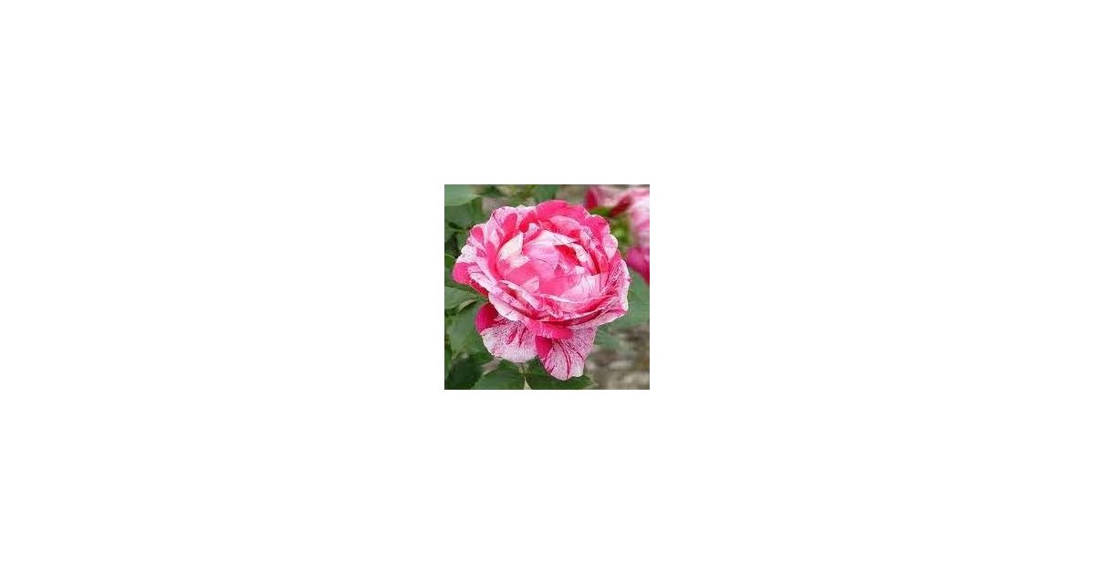 Matisse Rose rózsa - A gödöllői Kertészet
