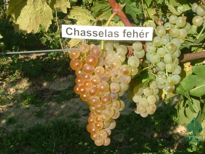 Fehér chasselas kont.