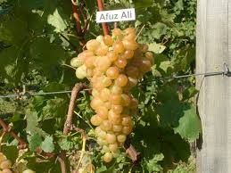 Afuz-Ali csemegeszőlő