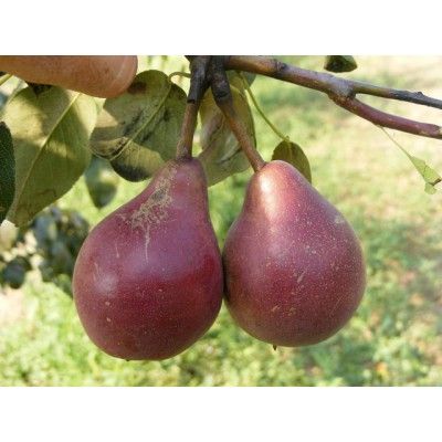 Piros clapp körte 10 l. kont., 2 éves Piros clapp körte 10 l. kont., 2 éves
