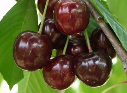 Katalin cseresznye, szabadgyökeres oltvány