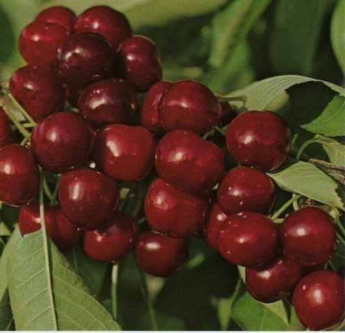 Bigarreau Burlat cseresznye, szabadgyökeres oltvány Bigarreau Burlat cseresznye, szabadgyökeres oltvány