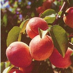 Springblush kajszibarack