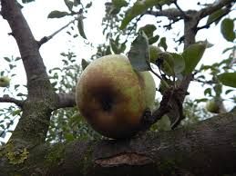 Bőralma, ( kormos alma) szabadgyökeres oltvámy Bőralma, ( kormos alma) szabadgyökeres oltvámy