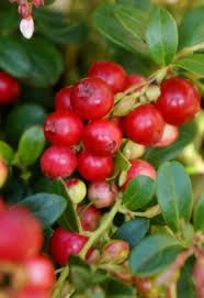 Vörös áfonya - Vacccinium vitis-idea 'Fireball'