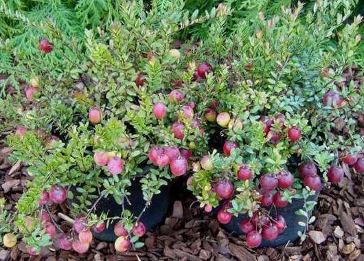 Tőzegáfonya - Vaccinium macrocarpon Tőzegáfonya - Vaccinium macrocarpon