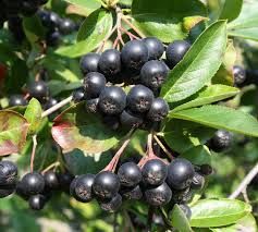 Aronia melanocarpa 'Hugin' - fekete berkenye Aronia melanocarpa 'Hugin' - fekete berkenye