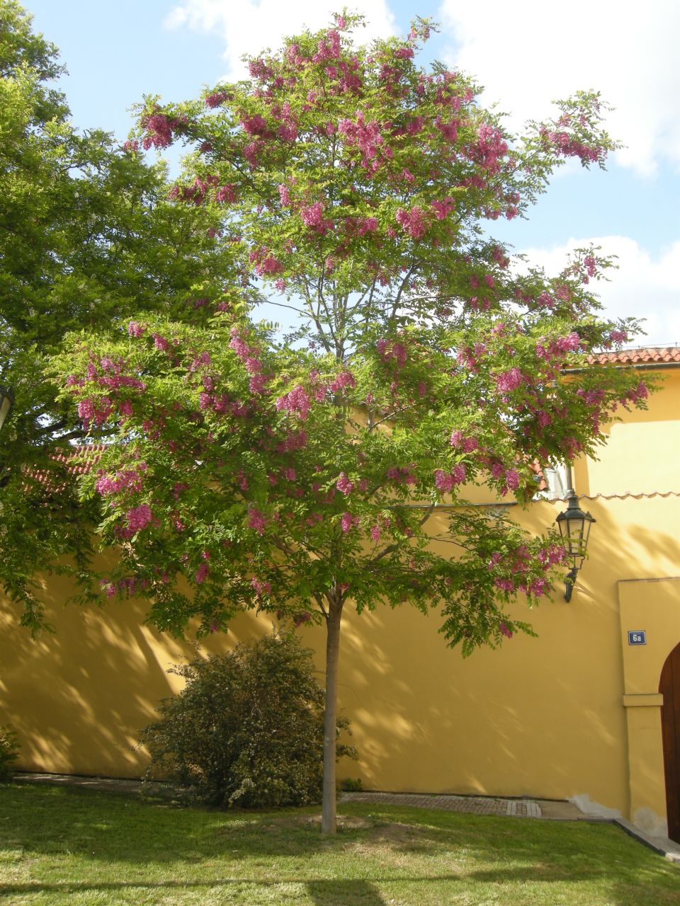 Robinia pseudoacacia Casque Rouge - sötétrózsaszín virágú akác