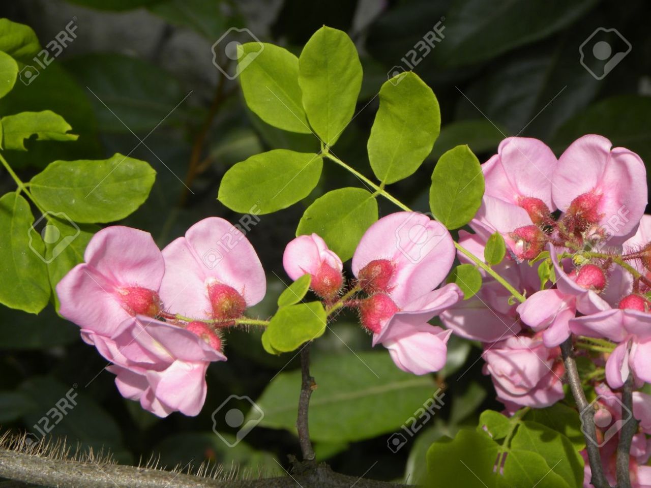 Robinia pseudoacacia Casque Rouge - sötétrózsaszín virágú akác