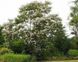 Catalpa erubescens 'Purpurea' - bordó levelű szivarfa Catalpa erubescens 'Purpurea' - bordó levelű szivarfa