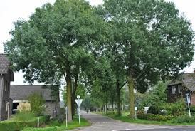 Fraxinus excelsior 'Westhof's Glorie' – Magas kőris