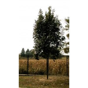 Fraxinus excelsior - Magas kőris Fraxinus excelsior - Magas kőris