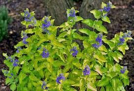 Caryopteris clandonensis ‘Grand Blue’ – kékszakáll Caryopteris clandonensis ‘Grand Blue’ – kékszakáll