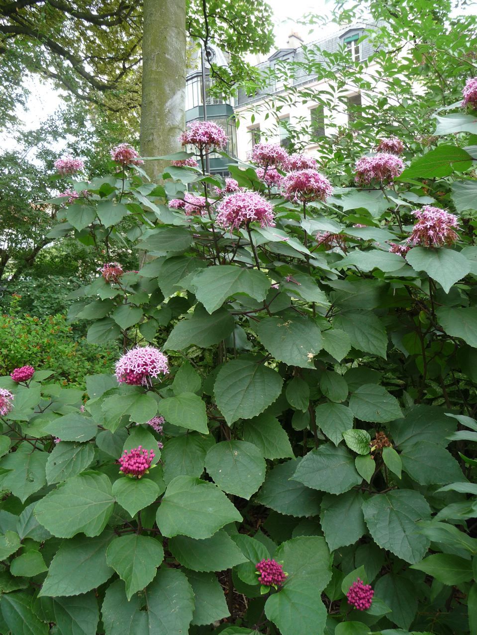 Clerodendrum bungei - Vörösödő végzetfa