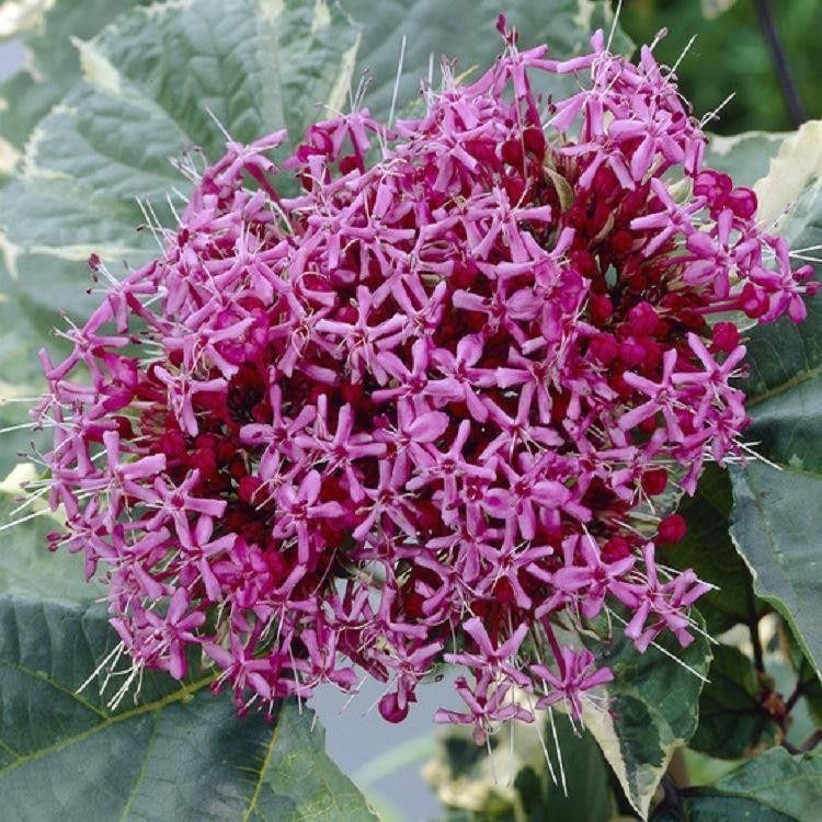 Clerodendrum bungei - Vörösödő végzetfa