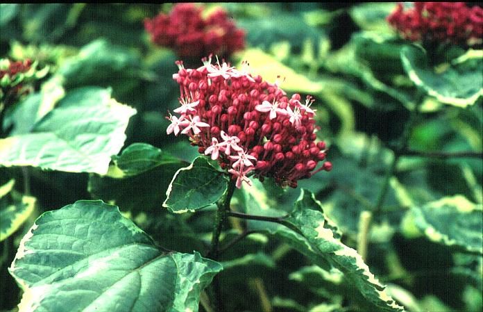 Clerodendrum bungei - Vörösödő végzetfa