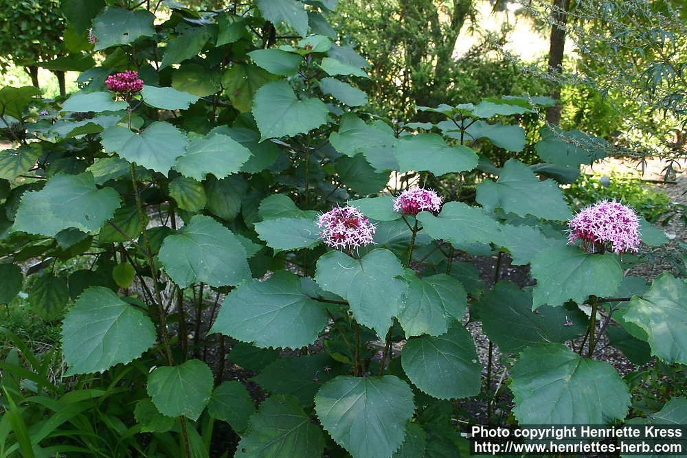 Clerodendrum bungei - Vörösödő végzetfa