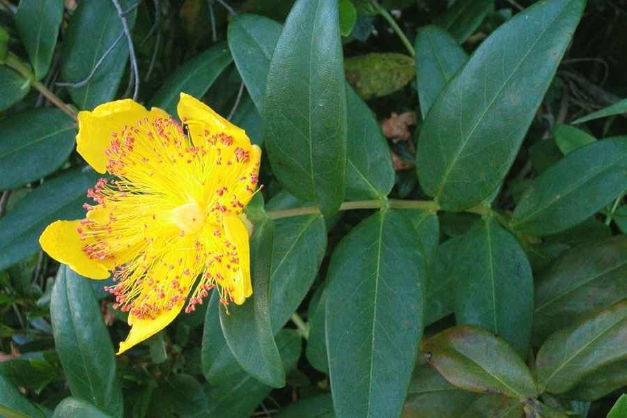 Hypericum calycinum - Örökzöld orbáncfű 