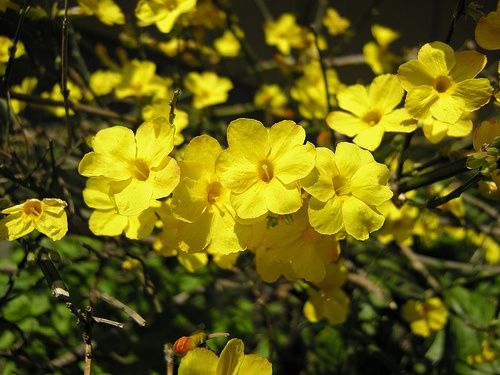 Jasminum nudiflorum - Téli jázmin