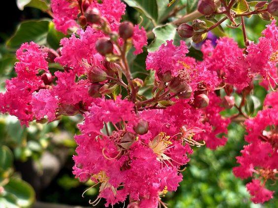 Lagerstroemia indica mix - kínai selyemmirtusz, K10, 100 cm-s törzses 
