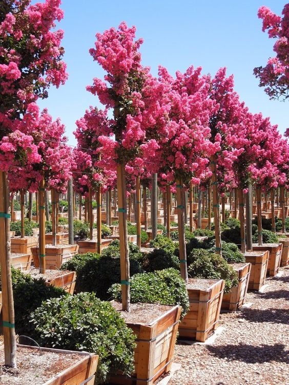 Lagerstroemia indica mix - kínai selyemmirtusz, K10, 100 cm-s törzses 