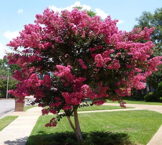 Lagerstroemia indica mix - kínai selyemmirtusz, K10, 100 cm-s törzses 