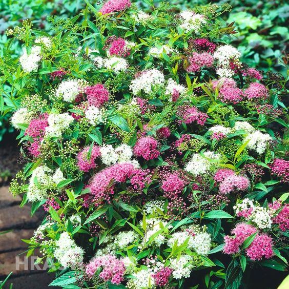 Spiraea japonica 'Shirobana' - Japán gyöngyvessző