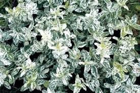 Euonymus fortunei 'Harlequin' – Kúszó kecskerágó Euonymus fortunei 'Harlequin' – Kúszó kecskerágó