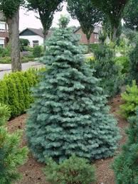 Abies concolor 'Compacta' - törpe kolorádófenyő Abies concolor 'Compacta' - törpe kolorádófenyő