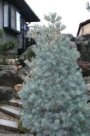Pinus strobus 'Blue Clovers'- keleti fehérfenyő