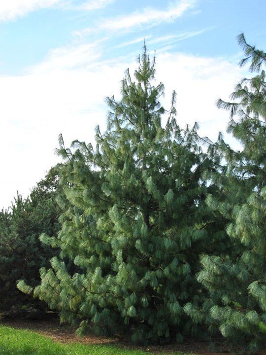 Pinus wallichiana - Himalájai selyemfenyő