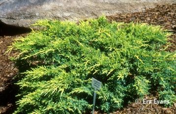 Juniperus chinensis 'GoldStar' - Aranylombú terülő boróka 7,5 l. kont