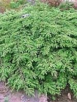 Juniperus communis 'Green Carpet' - Zöld szõnyegboróka 