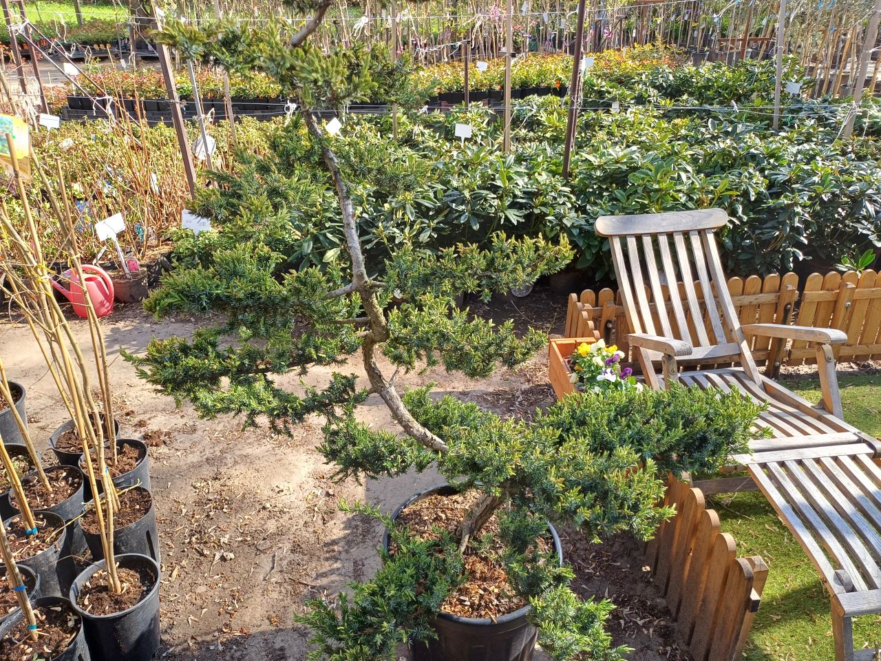 Juniperus Conferta 'Schlager' - Fövenyboróka BONSAI, K45 Juniperus Conferta 'Schlager' - Fövenyboróka BONSAI, K45