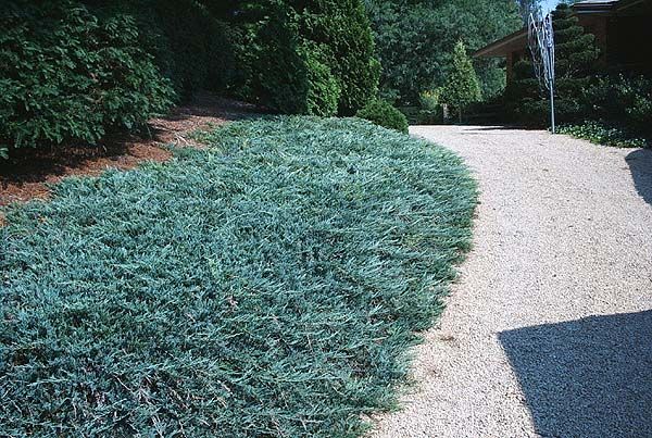 Juniperus Horizontalis 'Blue Chip' - Kúszó henye boróka, 2 l. kont. Juniperus Horizontalis 'Blue Chip' - Kúszó henye boróka, 2 l. kont.