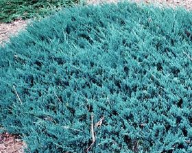 Juniperus Horizontalis 'Blue Chip' - Kúszó henye boróka, 2 l. kont. Juniperus Horizontalis 'Blue Chip' - Kúszó henye boróka, 2 l. kont.