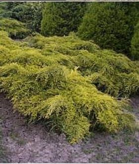 Juniperus X Media 'Old Gold' - Terülő Boróka Juniperus X Media 'Old Gold' - Terülő Boróka