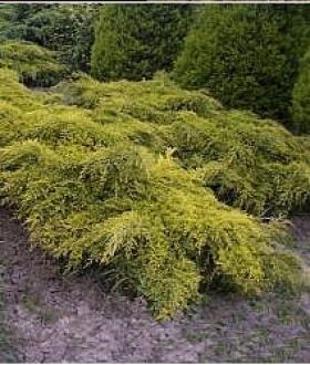 Juniperus X Media 'Old Gold', - Arany terülő Boróka K2