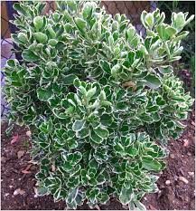 Euonymus japonicus ' Kathy' - japán kecskerágó Euonymus japonicus ' Kathy' - japán kecskerágó