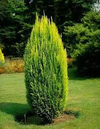 Chamaecyparis lawsoniana 'Ellwood's Gold' - Elwoodi Arany hamisciprus k2