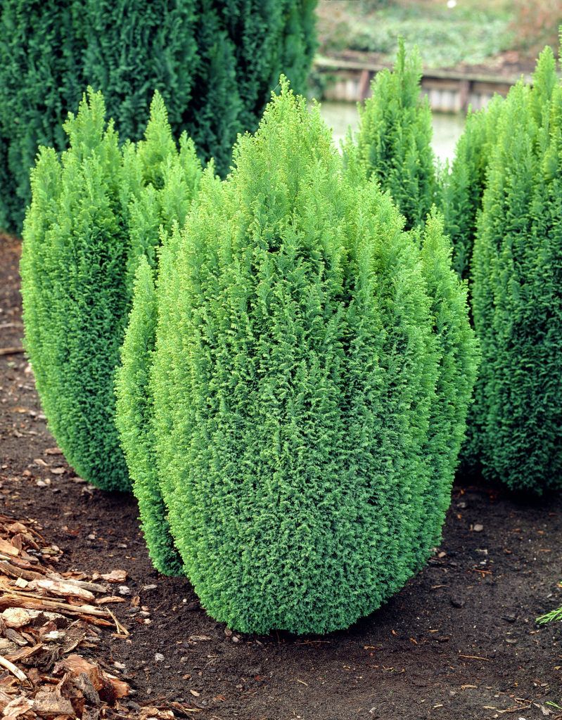 Chamaecyparis lawsoniana 'Ellwood's Gold' - Arany hamisciprus 2 l. kont