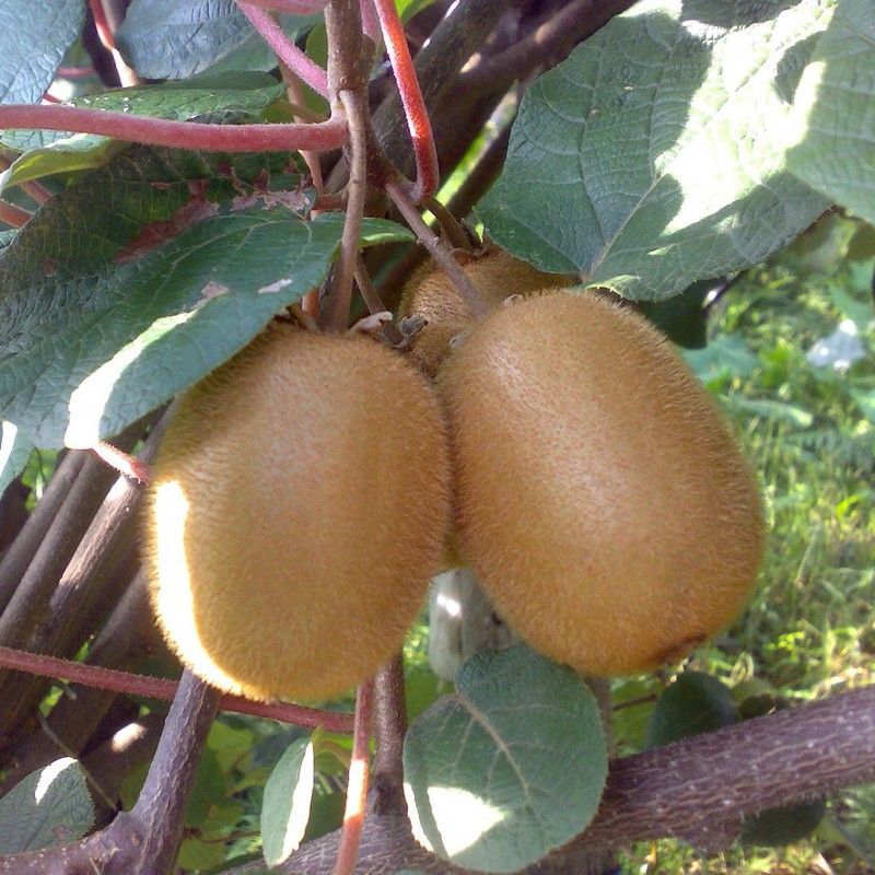 Actinidia chinensis 'Hayward' - Nagy gyümölcsű kivi, termős