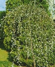  Salix caprea ’Pendula’ - Szomorú barkafűz 120 cm 