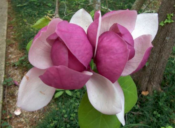 Magnolia 'Lennei' - Liliomfa K2 