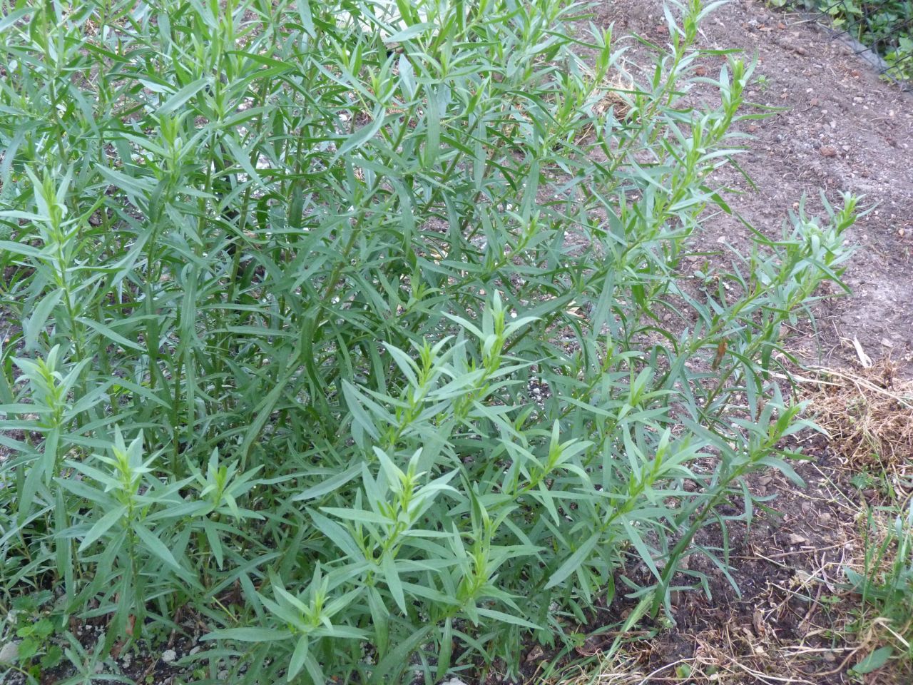 Artemisia dracunculus - tárkony