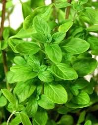 Majoranna - Origanum majorana Majoranna - Origanum majorana