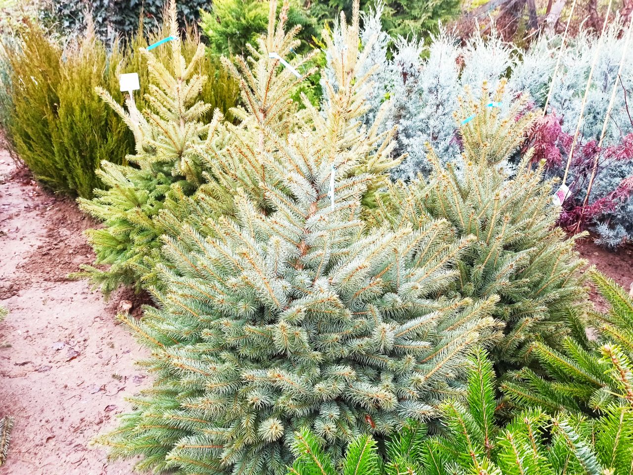 Picea pungens glauca - Ezüstfenyő, 80/100 cm