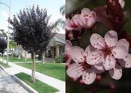 Prunus cerasifera 'Woodii' - Vérszilva K6 Tm150 Prunus cerasifera 'Woodii' - Vérszilva K6 Tm150