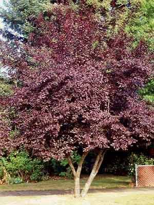 Prunus cerasifera 'Woodii' - Vérszilva K6 Tm150 Prunus cerasifera 'Woodii' - Vérszilva K6 Tm150